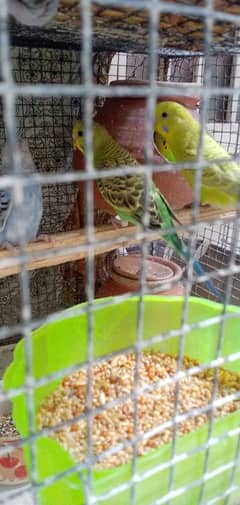 Australian parrots pair for sale RS. only 700/-