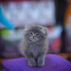 Persian Kitten | Grey Kittens | White Kitten | Fawn Kitten