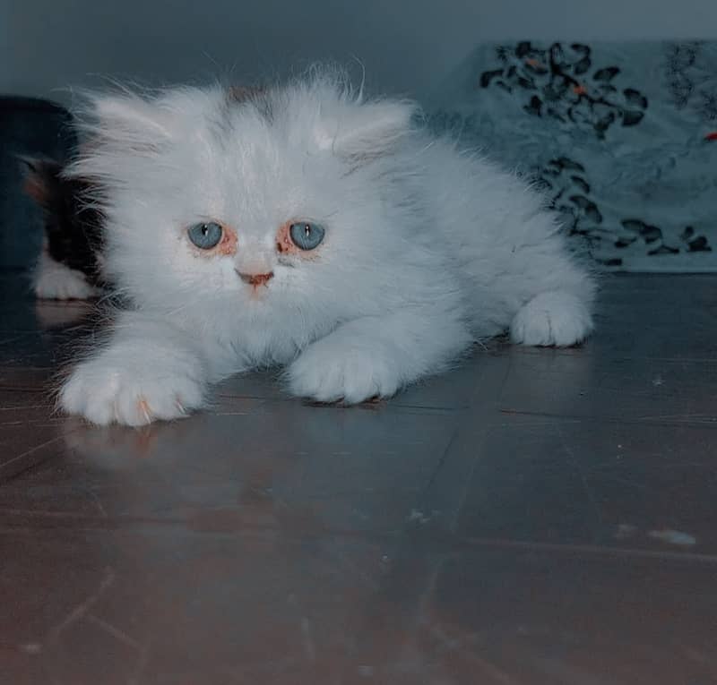 Pershion Punch face kitten 0