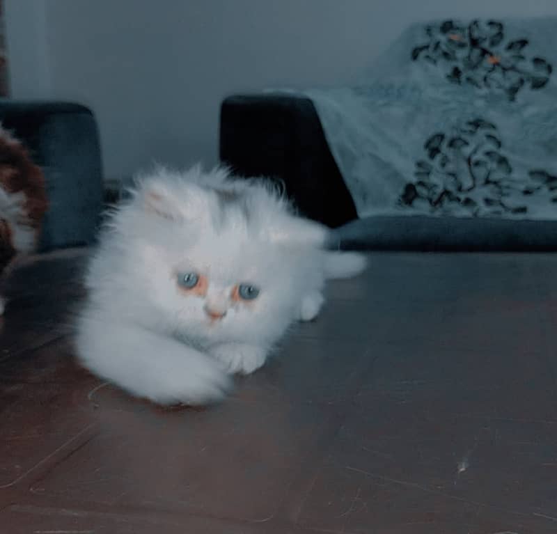 Pershion Punch face kitten 1