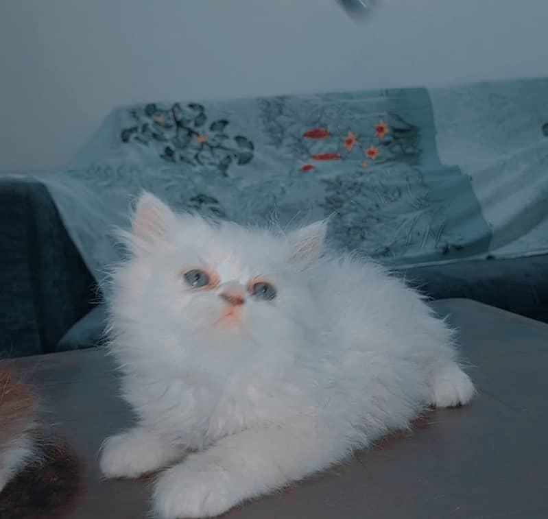 Pershion Punch face kitten 2