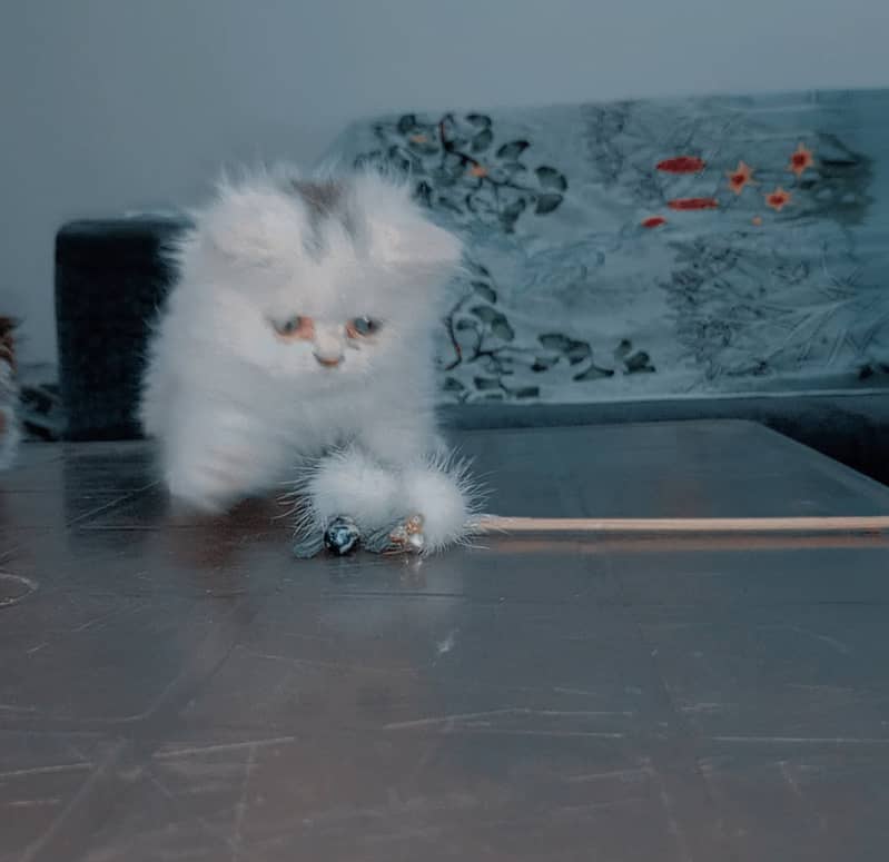 Pershion Punch face kitten 3