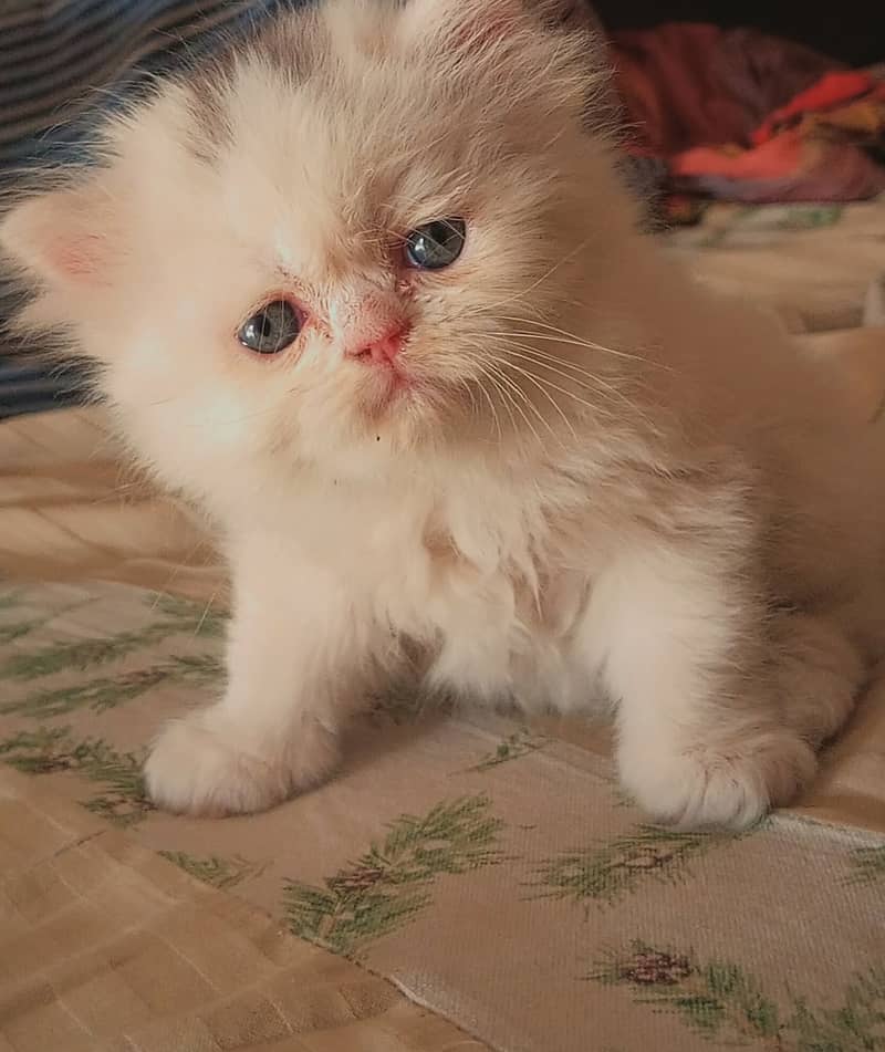 Pershion Punch face kitten 4