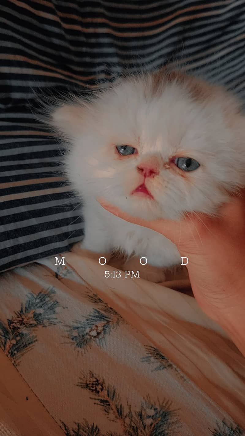 Pershion Punch face kitten 6