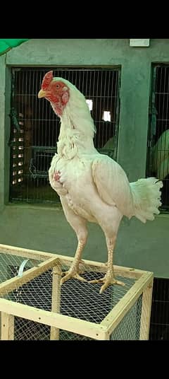 Heera Aseel Paper White
