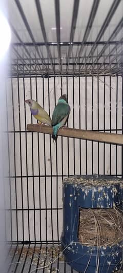 goldien finch bird pair avilable