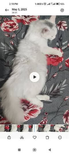 Persian