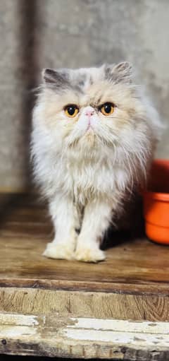 Piki