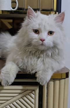 Pure white Persian Cat