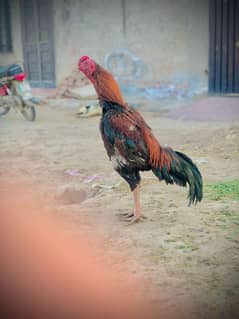 aseel surkha