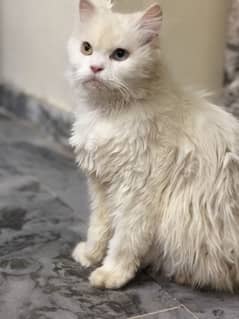 off eyes cat with 1 baby gery kitten 03205204761 whatsap