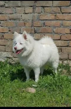 Russian female