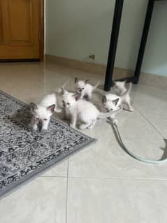siamese kittens for sale