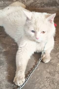persian cat