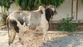 Qurbani