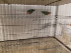 love birds pairs sale