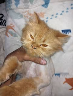 Parshain Male Home Breed  | High Quality | Watsapp = 0316 7645135