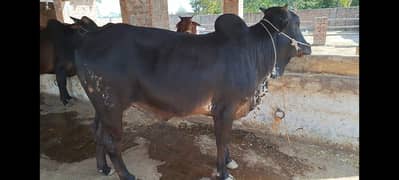 sahiwal /cholistani /bull /bachra /wacha /qurbani janwar /cow/desi