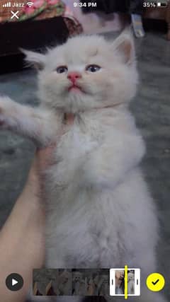 fawn kitten with the grey kitten for sell