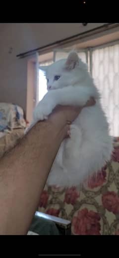 Persian ODD Eyes  Kitten for Sale