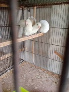 albino