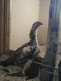 High quality 2 Aseel female for sale