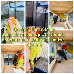 palefallow Lovebird