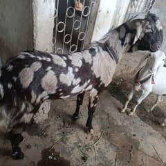 Bakra