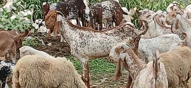 makhi cheena/beetal/chahtry/qurbani goat /bakra /بکرا/desi goat