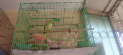 Ringneck parrot bonded pair with cage  ( female handtamed )