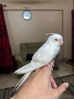 Hand-Tamed Full White Lutino Cocktail for Sale – Healthy & Active