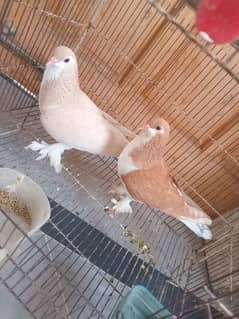 Red and zard Sharazi females for sale