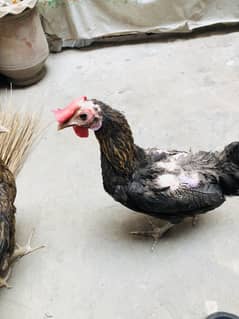2female