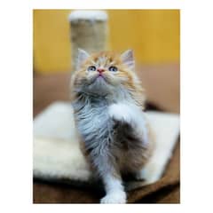 Persian hamalian british punch face piki face cat's and kitten's