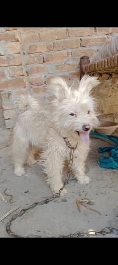 Podel