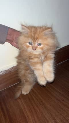 Persian kitten triple coat punch face sale