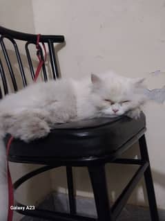 Persian Male Cat for Sale in Lahore
