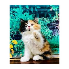 Persian hamalian british punch face piki face cat's and kitten's