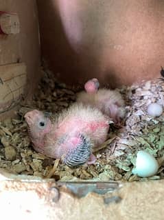 Cocktail Chicks