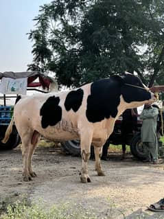 Holstein Fresian Bull (30Lac)