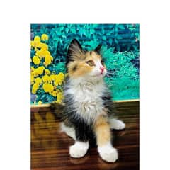 Persian hamalian british punch face piki face cat's and kitten's