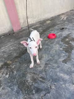 red nose Gultair puppy