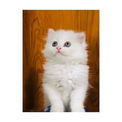 Persian hamalian british punch face piki face cat's and kitten's