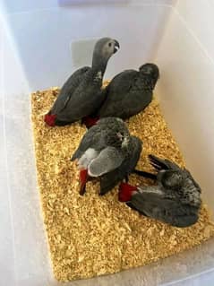 African grey parrot chick 03262134833