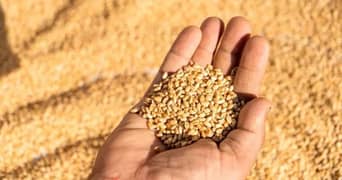 organic wheat for sale گندم