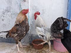 healthy breeder pairs
