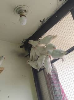 albino lovebirds