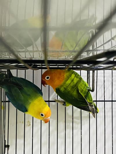 Love birds