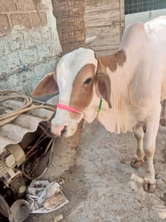 Gulabi