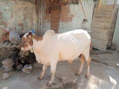 Gulabi